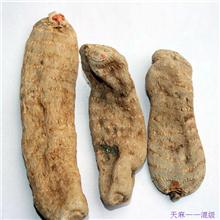天麻——小