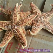 海星