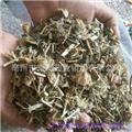 灯笼草