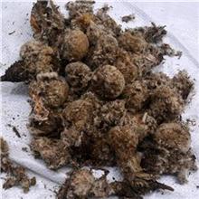 雪莲花