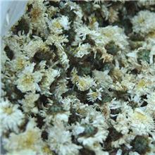 杭菊花