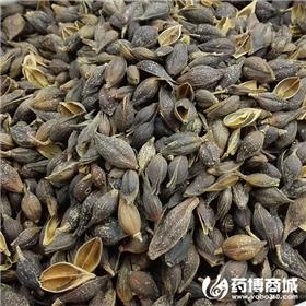 青翘 优质大货 清热解毒 消肿散结 风热感冒