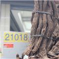 锁阳 长条 内蒙 优质大货 补肾壮阳 益肠通便