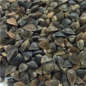 三角荞麦  质优价廉 健脾消积 下气宽肠