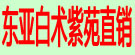 东亚白术紫苑直销