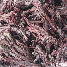 紫草 个子 新疆
