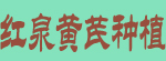 红泉镇政府黄芪种植