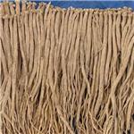 党参个子（甘肃）