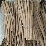 黄芪节子（甘肃）