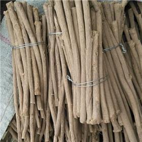 黄芪节子（甘肃）