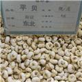 平贝 优质大货 清热润肺 化痰止咳