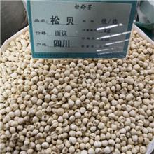 松贝 优质大货 清热..
