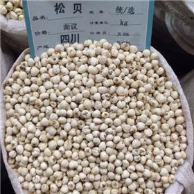 松贝 优质大货 清热润肺 化痰止咳