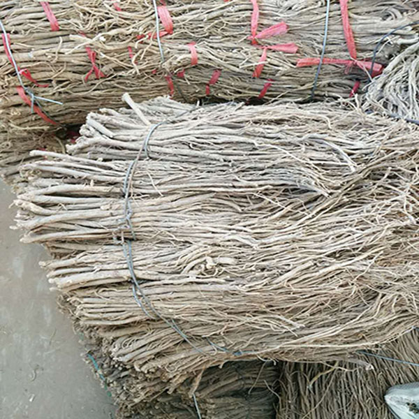 黄芪小毛条