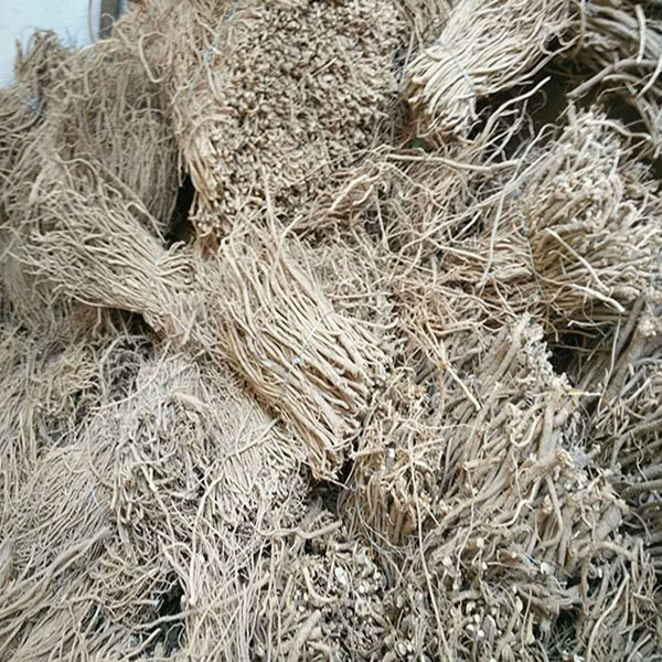 黄芪毛二条