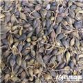连翘 优质大货 清热解毒 消肿散结