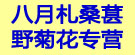 八月札桑葚野菊花专营