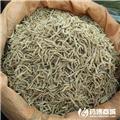 太子参 优质大货 益气健脾 生津润肺