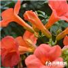 凌霄花 优质大货 破血通经 凉血祛风