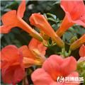 凌霄花 优质大货 破血通经 凉血祛风