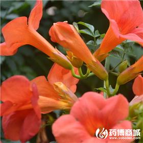 凌霄花 优质大货 破血通经 凉血祛风