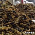 全虫 优质大货 息风镇痉 攻毒散结