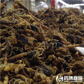全虫 优质大货 息风镇痉 攻毒散结