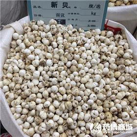 新疆贝母 优质大货 散结 消肿 解毒