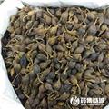 连翘 优质大货 清热解毒 消肿散结