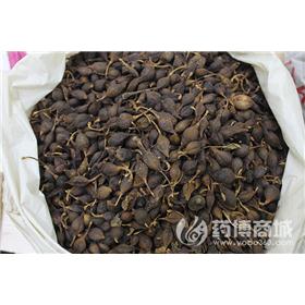 连翘-青翘