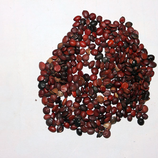 枣仁 统货 山东