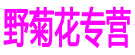 野菊花专营