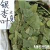 银杏叶 优质大货 敛肺 平喘 活血化瘀 止痛
