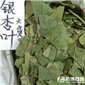银杏叶 优质大货 敛肺 平喘 活血化瘀 止痛