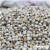 薏米仁 优质价廉 利肠胃 消水肿