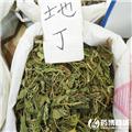 地丁 优质大货 清热利湿 解毒消肿