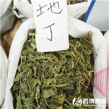 地丁 优质大货 清热..