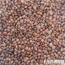 枣仁 优质大货 补肝..