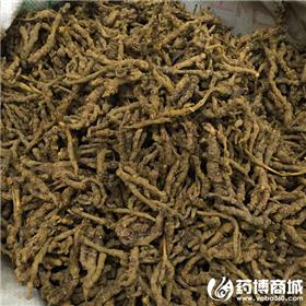 黄连 优质大货 清热燥湿 泻火解毒