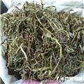 蒲公英 优质大货  清热解毒 消肿散结