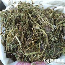 蒲公英 优质大货  ..