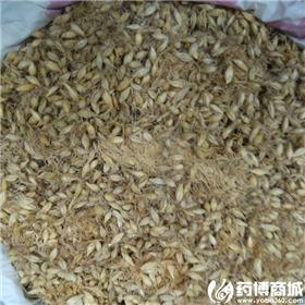 麦芽 优质大货 消食健胃 回乳消胀