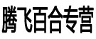 腾飞百合专营