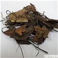 鹿含草 优质大货 怯风除湿 强壮筋骨