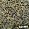 连翘 水煮 优质大货 清热解毒 消肿散结