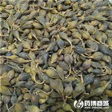 连翘 水煮 优质大货..