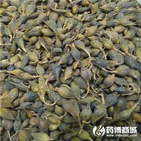 连翘 水煮 优质大货 清热解毒 消肿散结