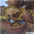 石榴皮 无硫 统货 山西 