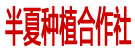 半夏种植合作社