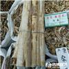 白桑皮 优质大货 泻肺平喘 利水消肿